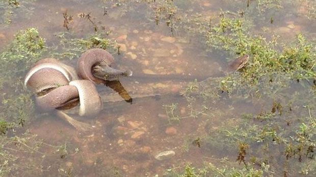 Snake devours crocodile