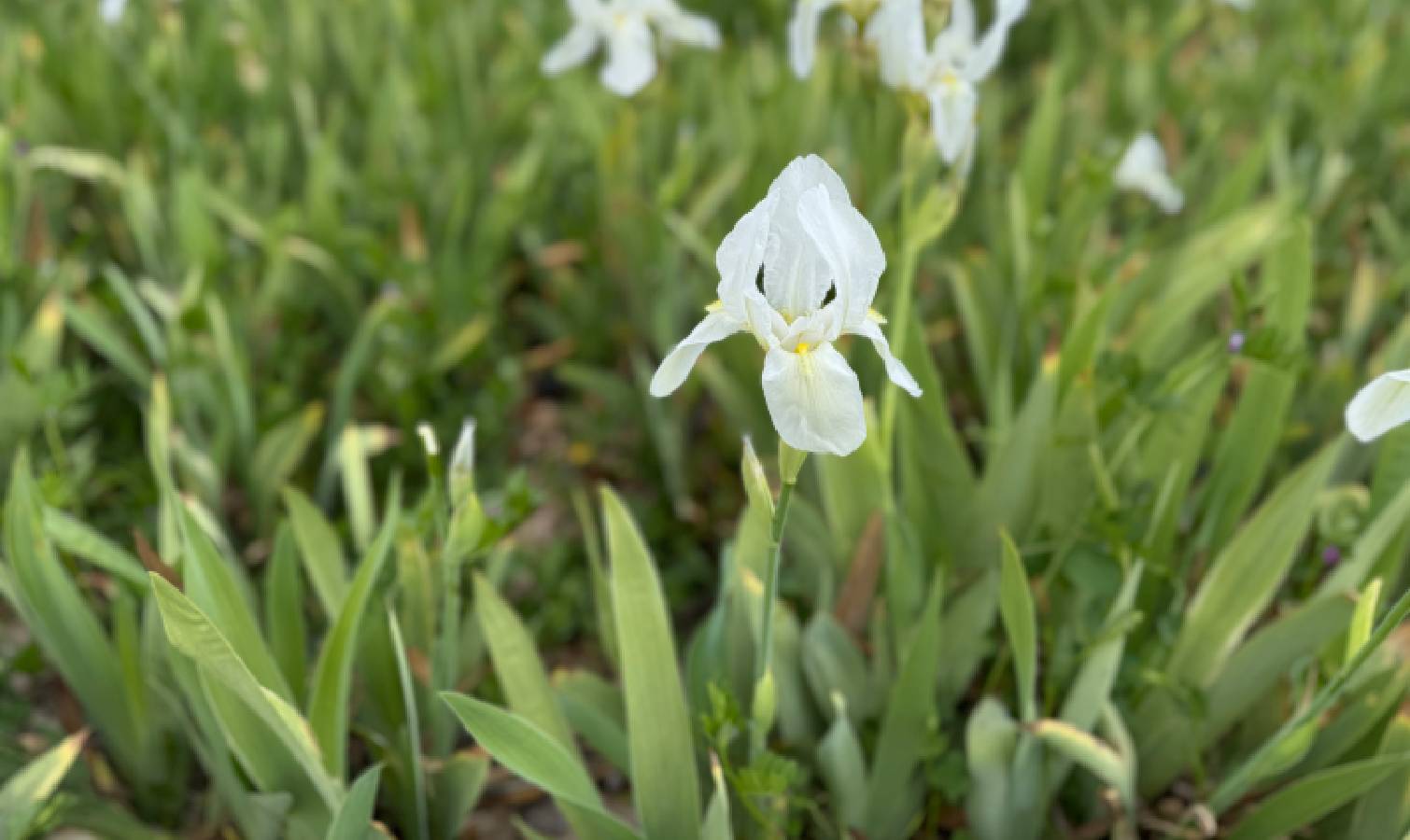 White irises 