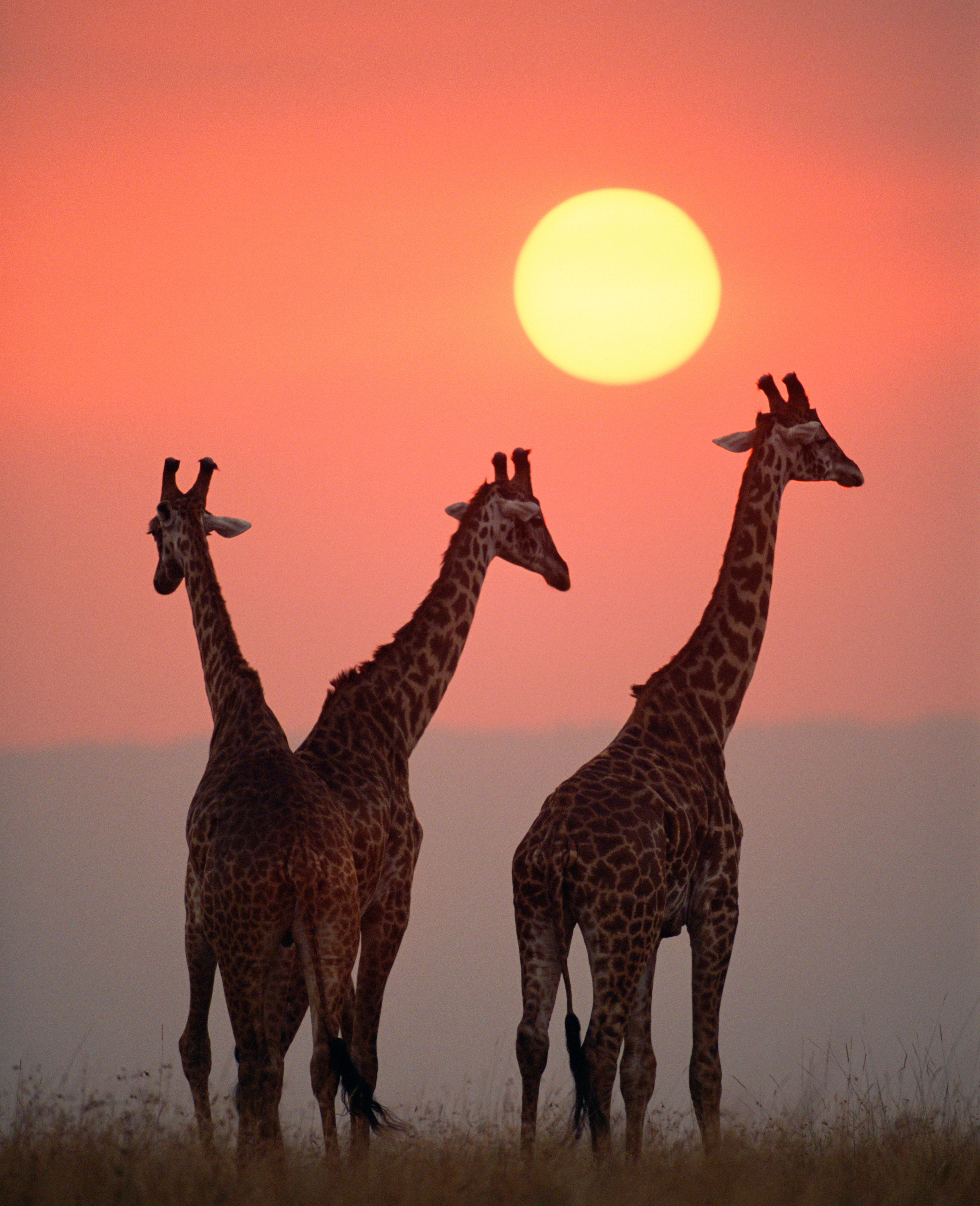 Giraffes at sunset in Masai Mara National Park, Kenya.