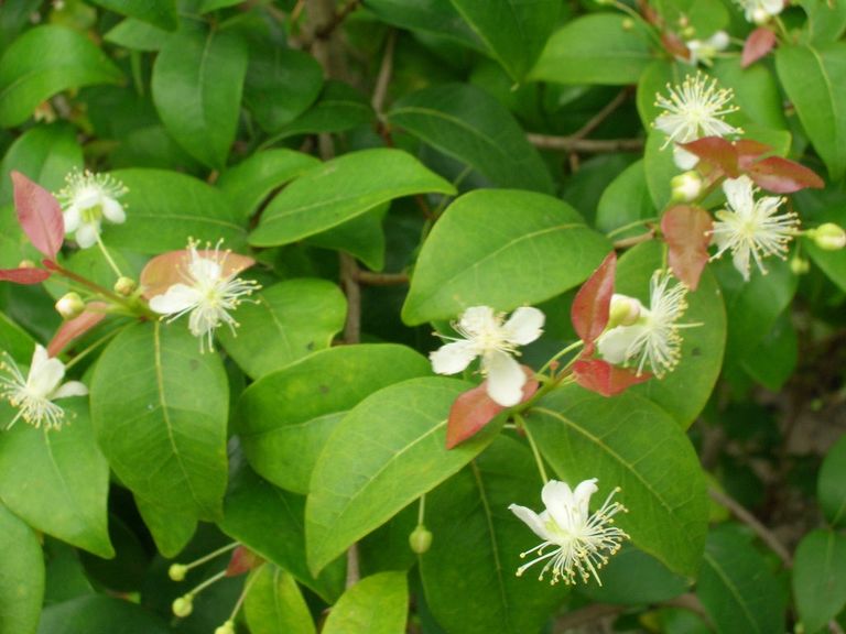 Eugenia Plant Facts - Caring For Eugenia Plants Indoors And Out