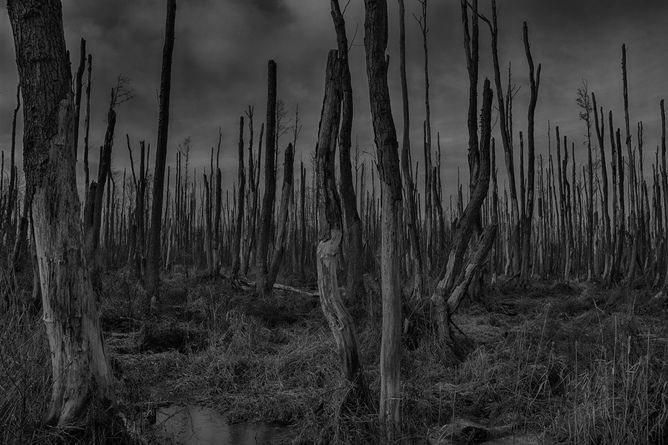 Dead forest, earth systems, ecology