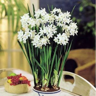 Delft Ceramic Bowl With Paperwhite Narcissus Bulbs Indoor Growing Kit - Fragrant