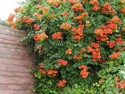 trumpet vine on a fence