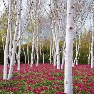 White Paper Birch Seedlings for Planting - Betula papyrifera - Stunning White Bark