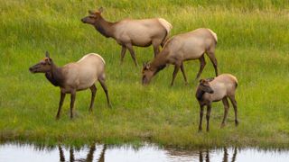 Cow elk and calves in field beside river