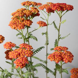 Yarrow