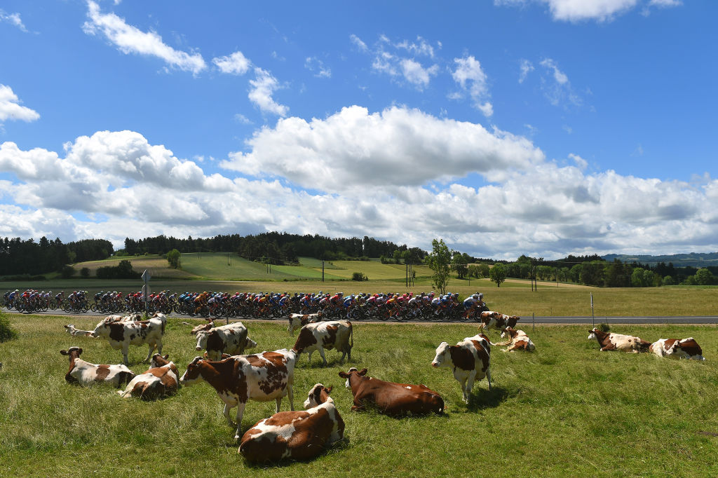 CHASTREIXSANCY FRANCE JUNE 07 A general view of the peloton passing in front of a cows herd during the 74th Criterium du Dauphine 2022 Stage 3 a 169km stage from SaintPaulien to ChastreixSancy 1391m WorldTour Dauphin on June 07 2022 in ChastreixSancy France Photo by Dario BelingheriGetty Images
