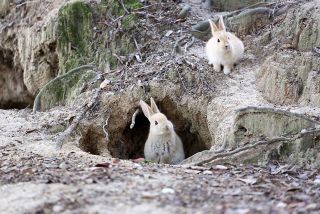 Rabbit in burrow