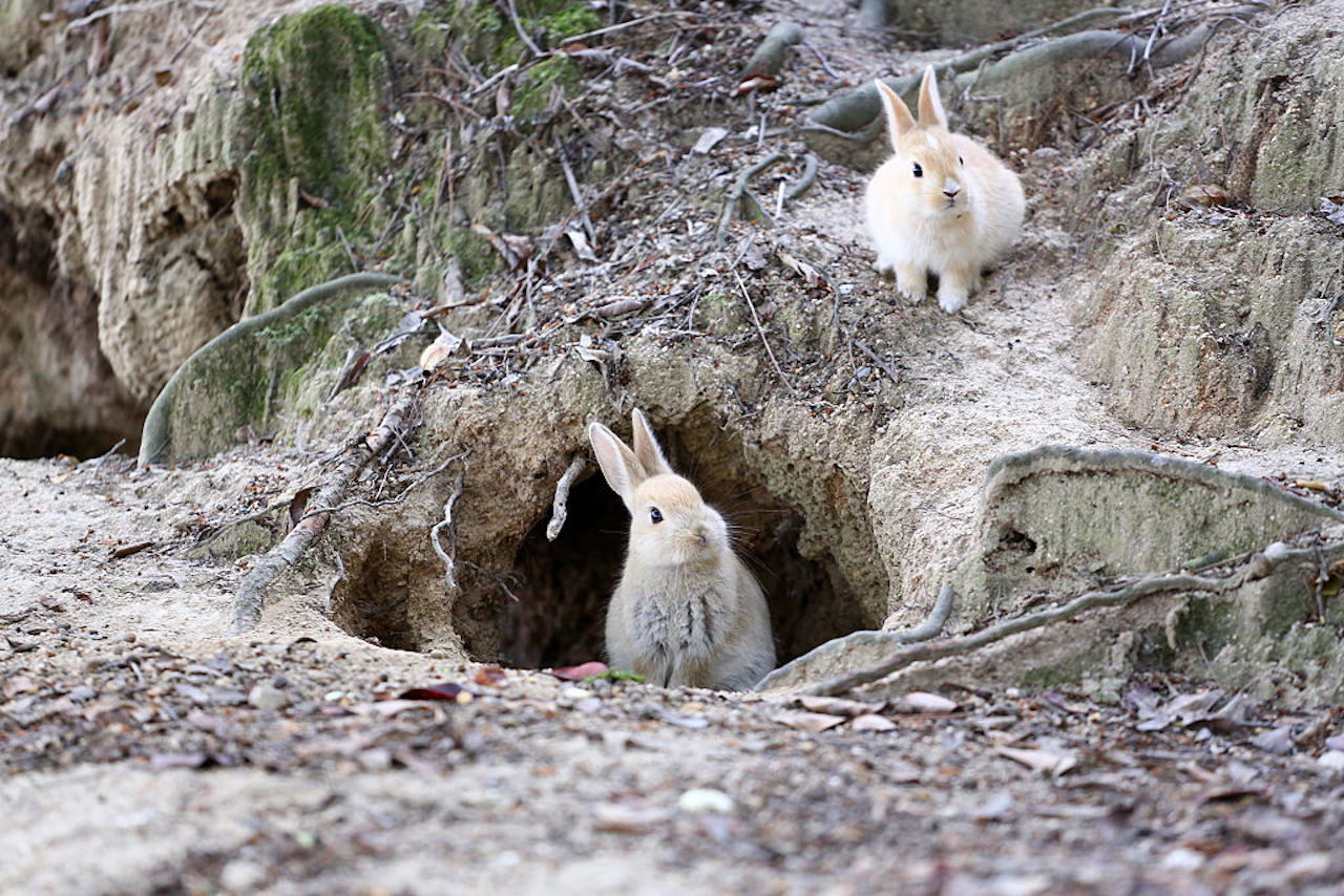 Kaninchen im Bau