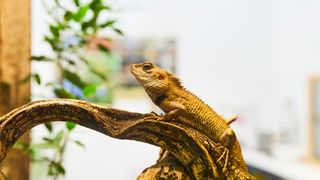 Bearded dragon sitting on a branch