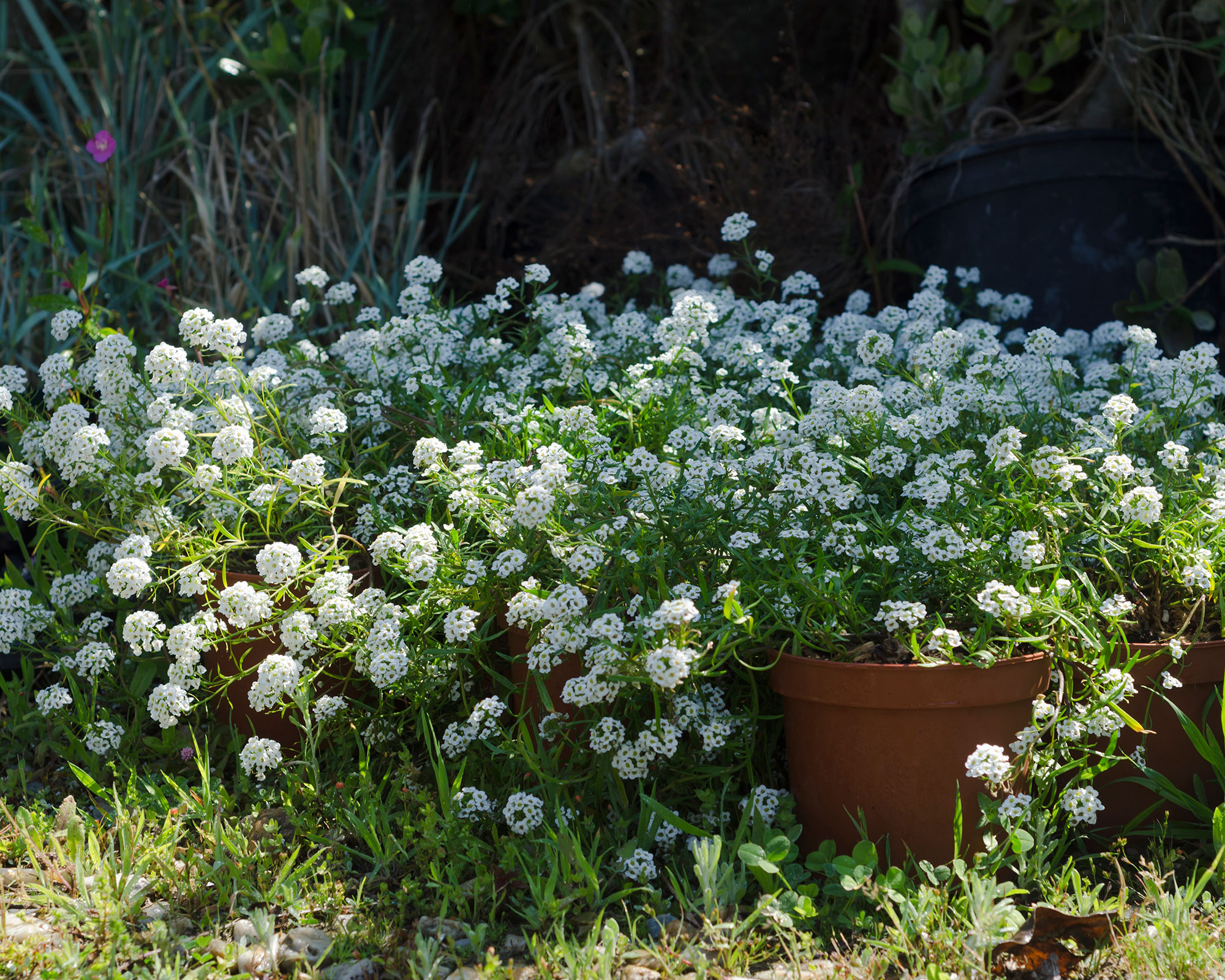 alyssum flowers