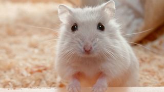 White hamster