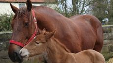 Suffolk-foal-1.jpeg