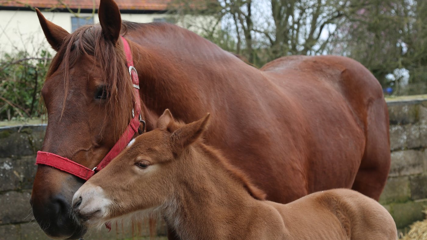 Suffolk-foal-1.jpeg