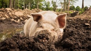 Here we see a big pink pig lying in the mud to cool itself down. It's snout is all covered in mud. There are some dirt, rocks, and trees in the background.