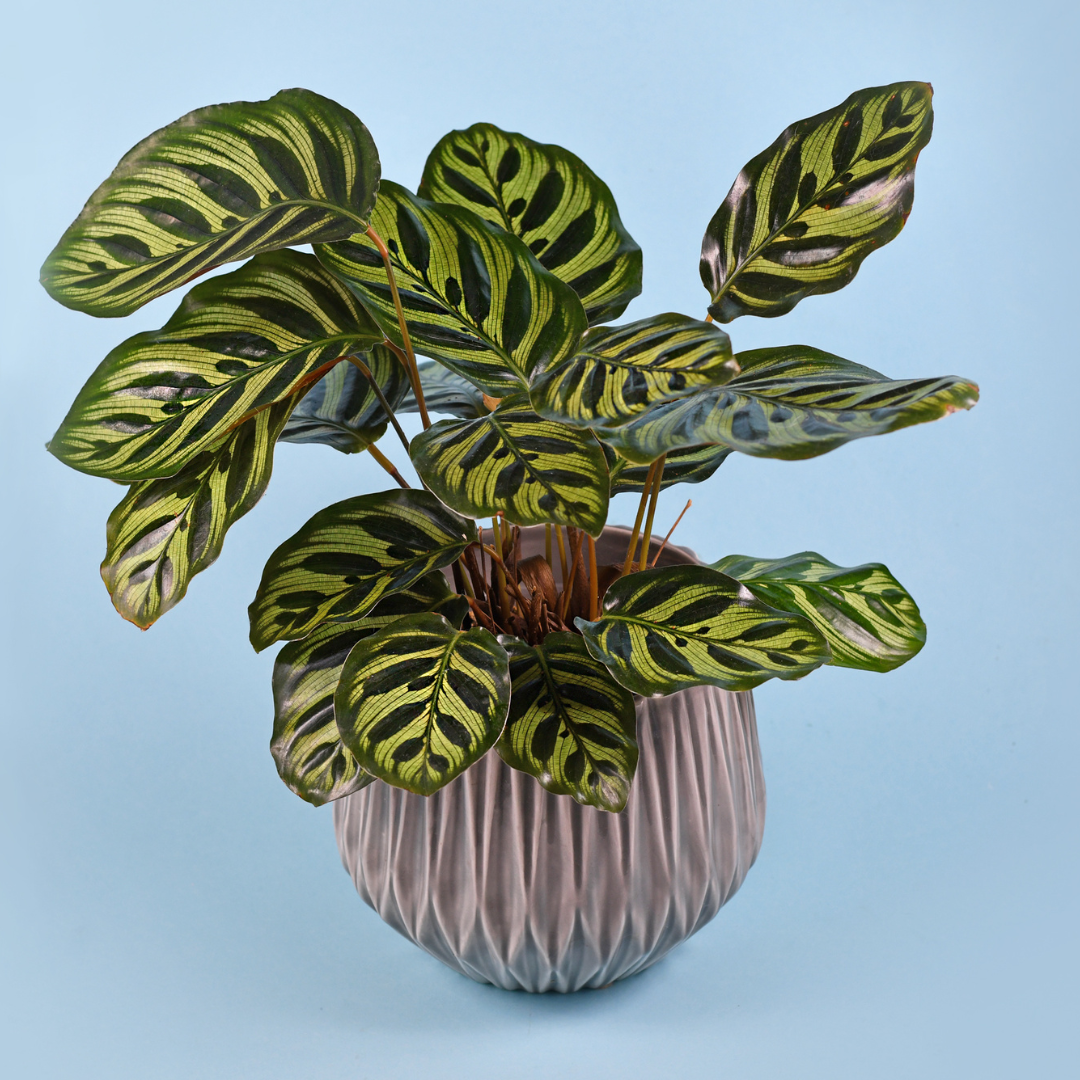 Calathea Makoyana - Peacock Plant