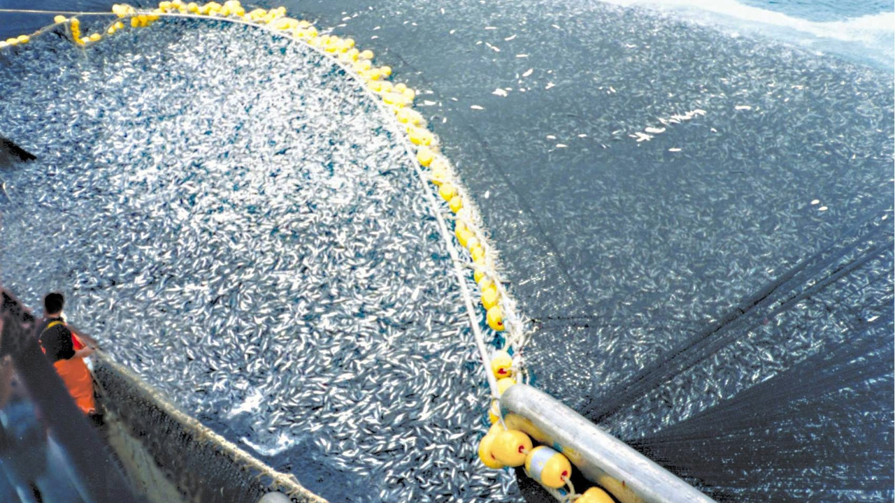 A giant net hauls in tons of fish from the ocean