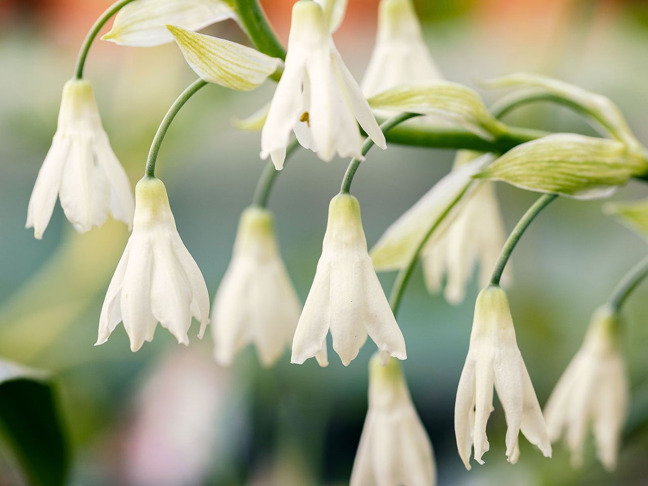 Ornithogalum candicans summer hyacinth flowering in late summer border