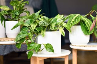 healthy pothos plants grouped on wooden stools