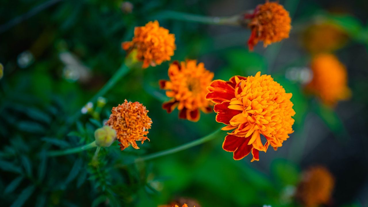 marigold flowers