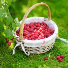 basket full of raspberries next to raspberry bush