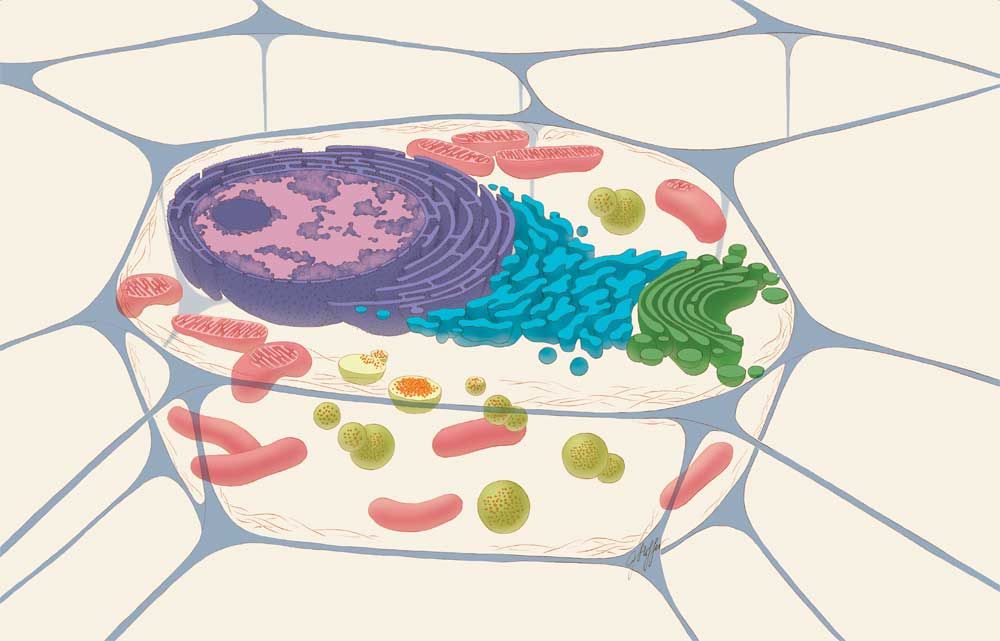 illustration of animal cell