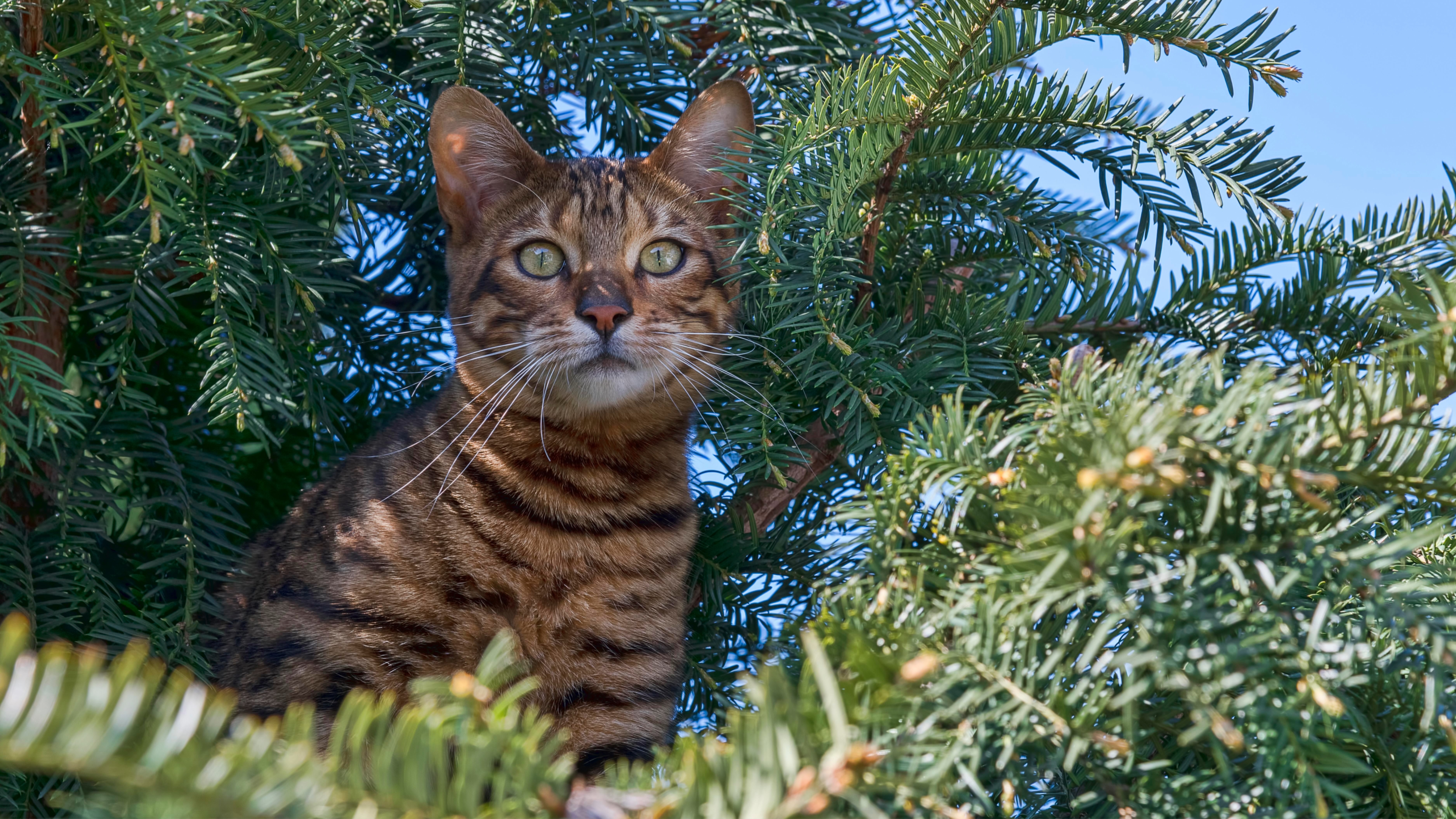 Toyger