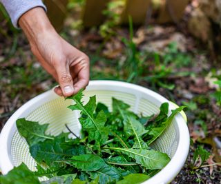 A hand placing dandelion greens in a white basket