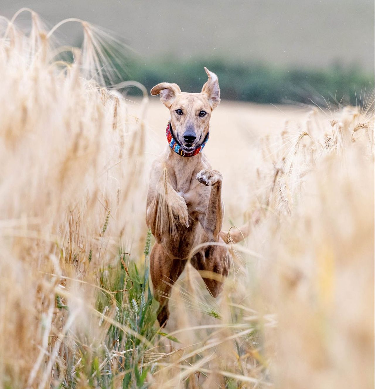 Minnow, one of the Rayner family&#039;s lurchers.