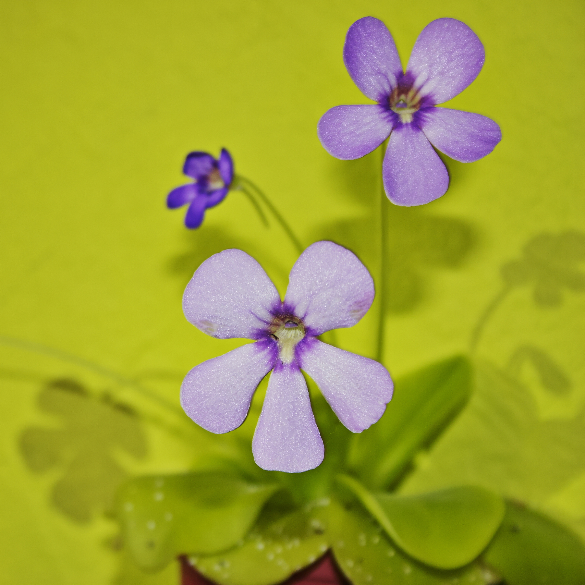Insectivorous plant Pinguicula flowering on a green background