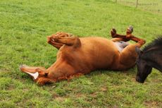Adult horse rolling