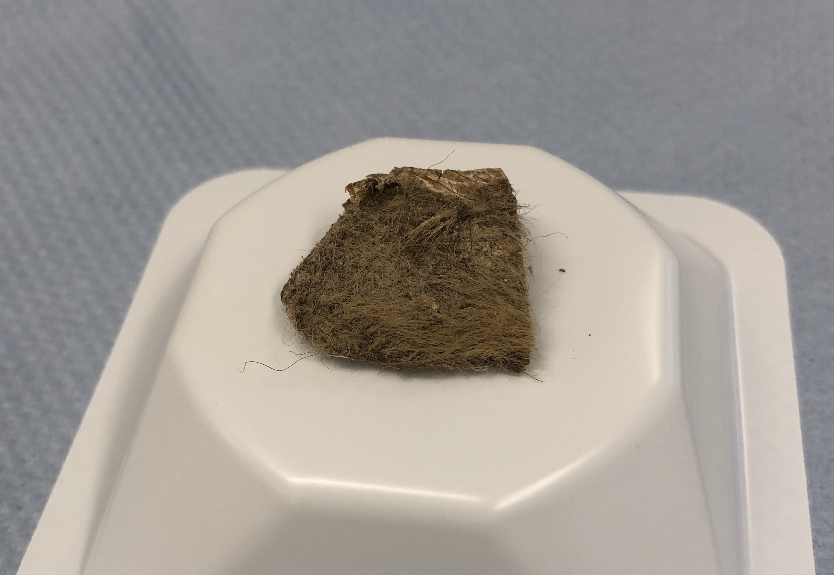 The piece of woolly rhino skin and fur that researchers found in the puppy's stomach.