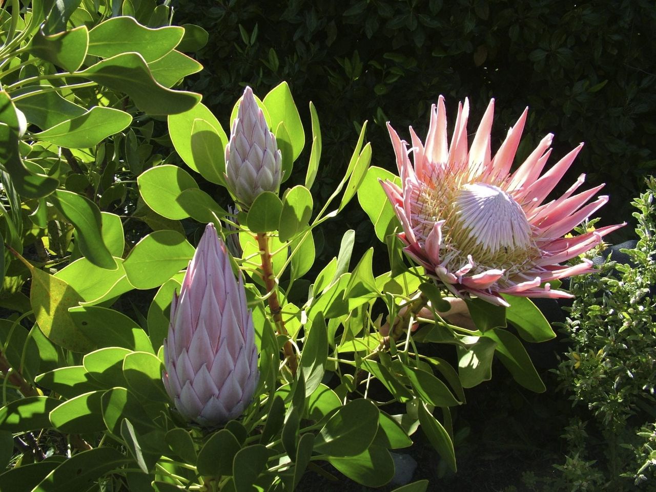 Protea Plants