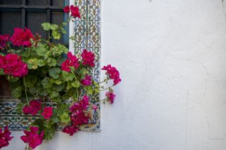 A window planter with pink and red geraniums