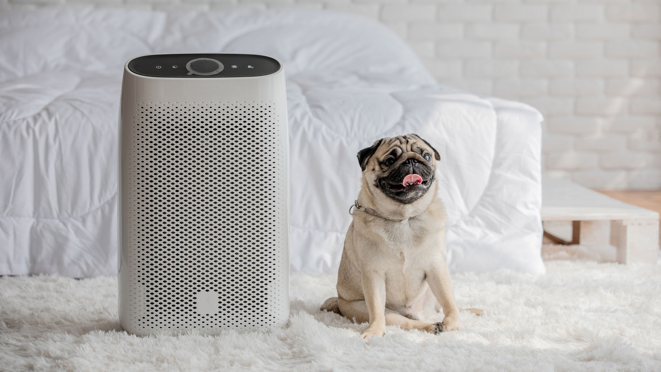A small pug sitting next to an air purifier in a bedroom