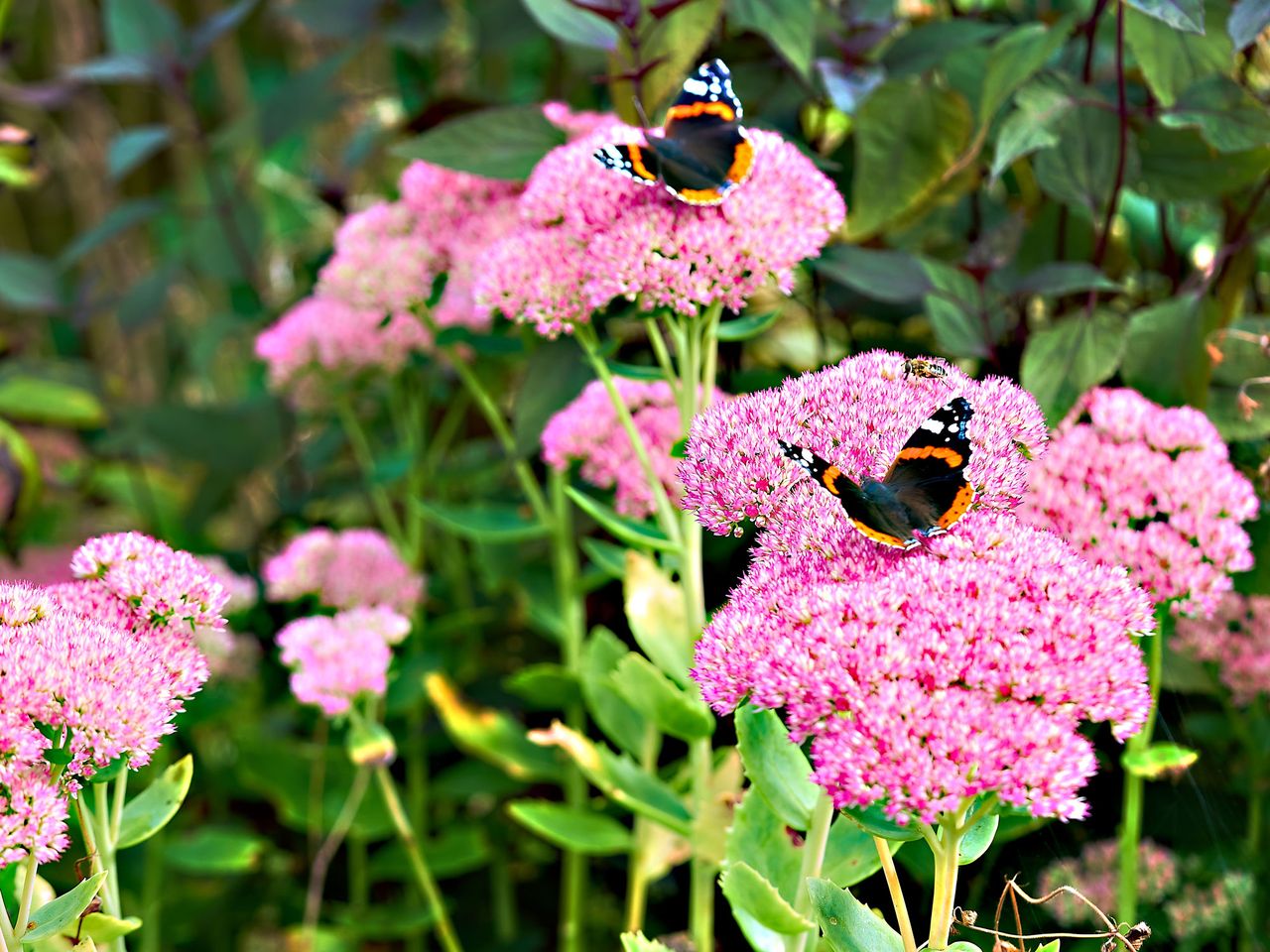 7 Flowers You Can Plant Into Borders in March Livingetc