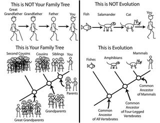 People who disbelieve evolution often take offense to the idea than "man came from a monkey." The reality of the evolutionary tree is a bit more complex.