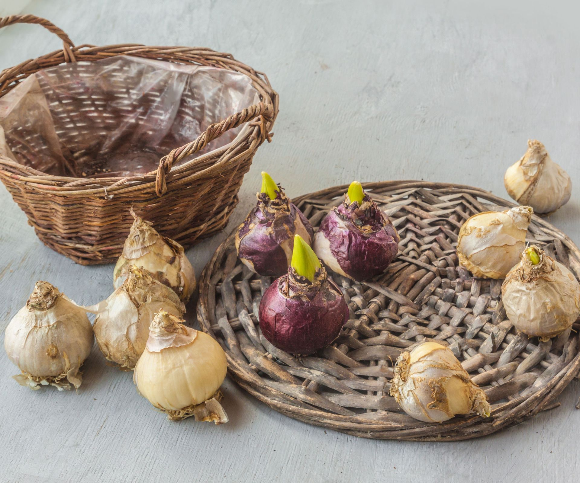 hyacinth bulbs on wicker mat near wicker basket