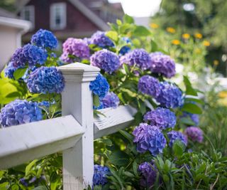 hydrangeas and white wooden fence