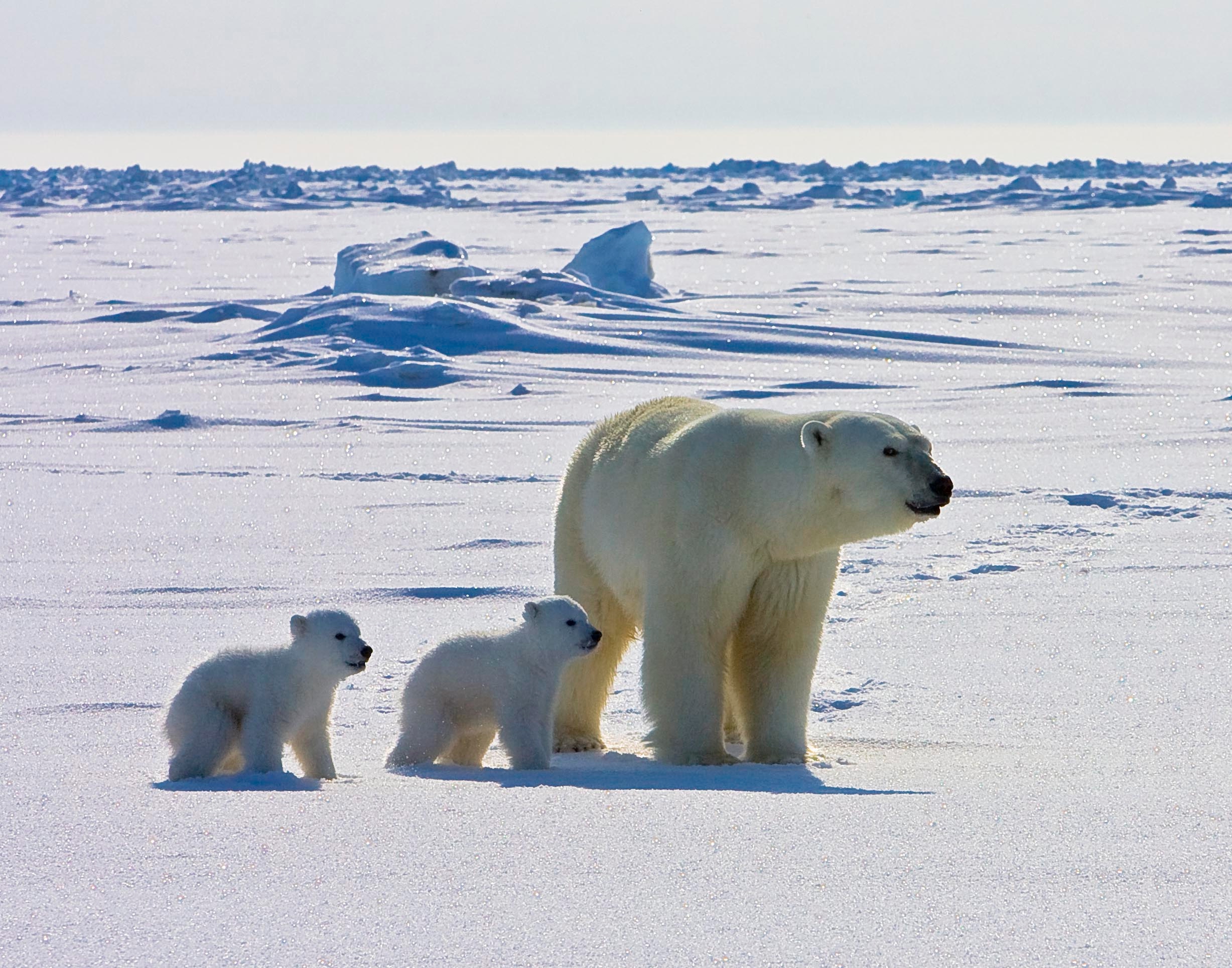 Amazing Video Captures Polar Bear's Point of View | Live Science