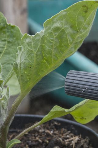 spraying aphids on an aubergine plant with soapy water