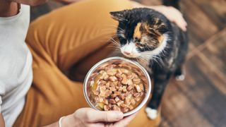 Man changing cat food and holding out new bowl of wet food to cat