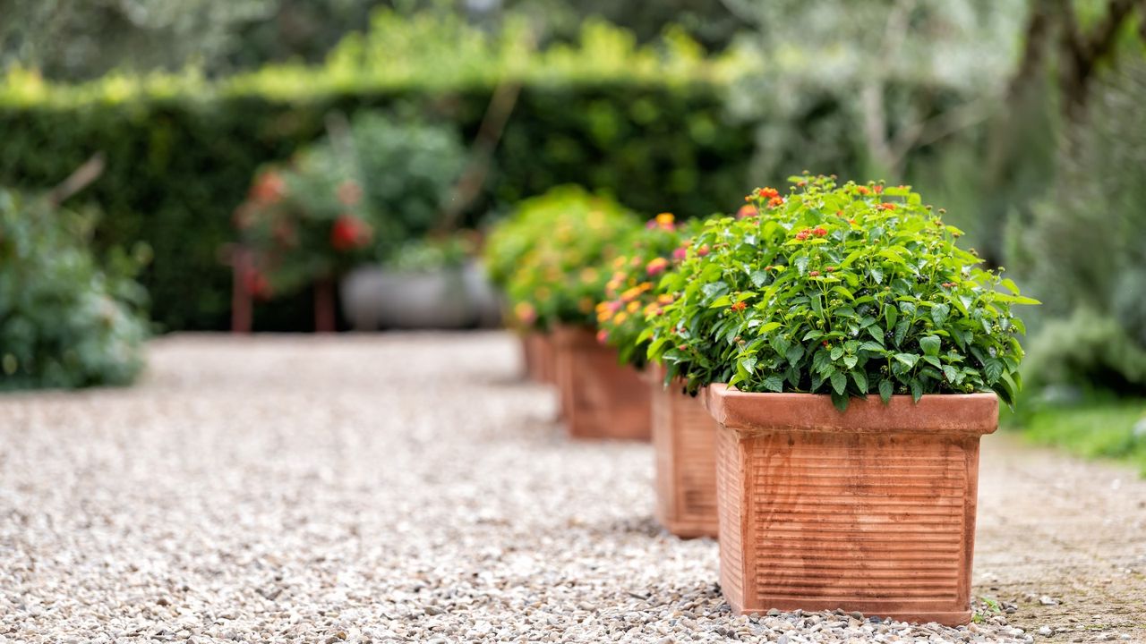 A selection of plants growing in planters