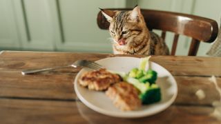 Cat sitting at table with plate of food licking lips