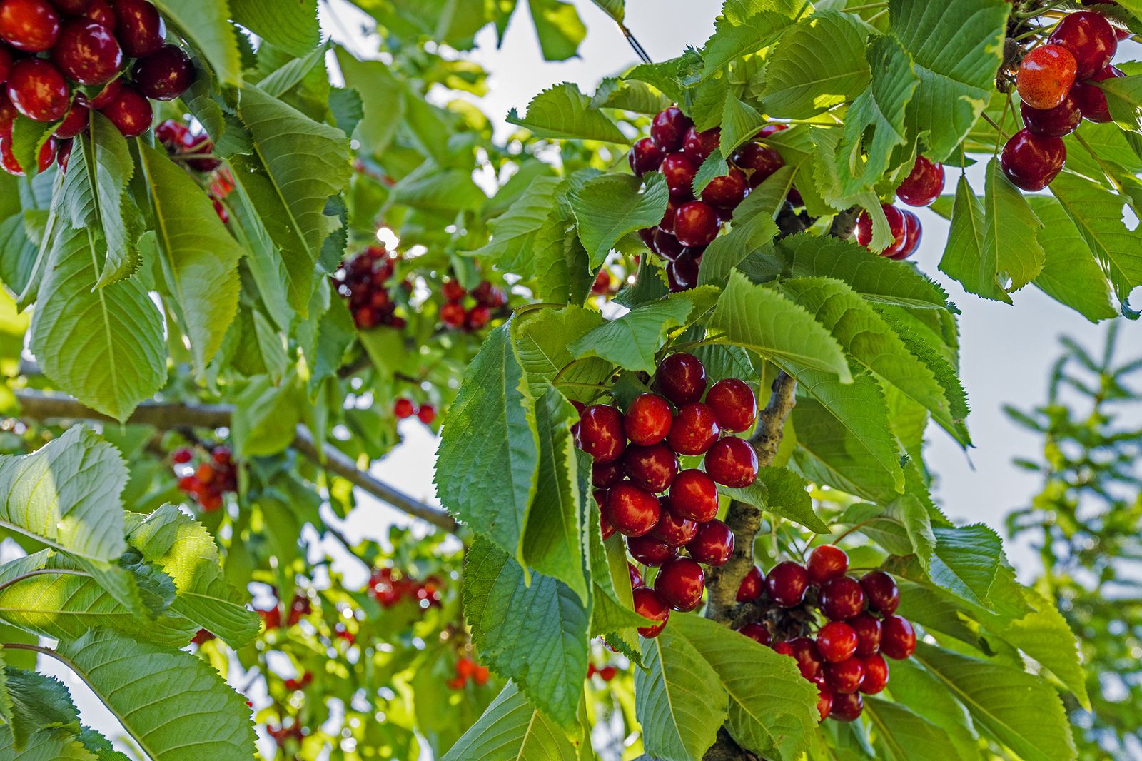 Trees with red berries: our favorite red berry trees | Homes and Gardens