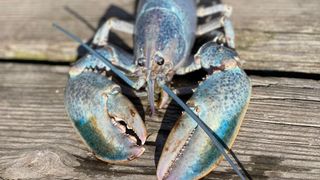 haddie the lobster sitting on a dock, her shell is a light blue with darker blue speckles