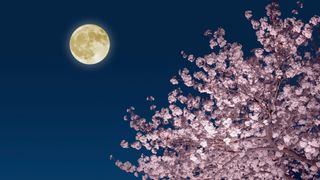 a photograph of the full moon next to a tree full of cherry blossoms