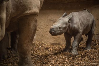 Rare black Rhino