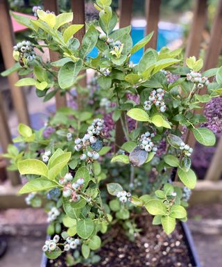 blueberry bush in a pot