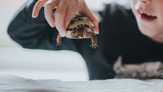 Best exotic pets - child holding turtle